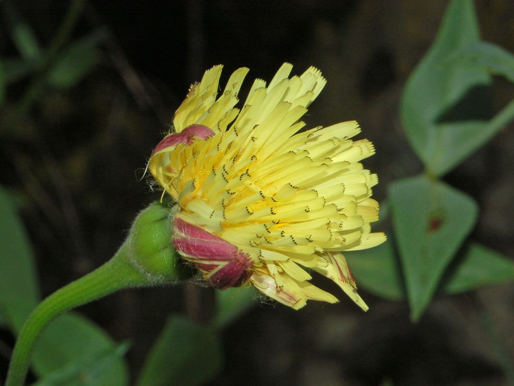 Urospermum dalechampii / Boccione maggiore
